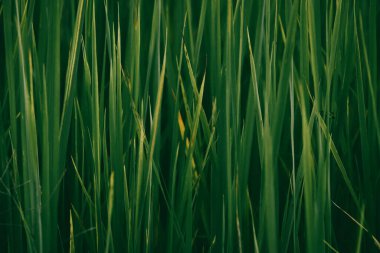 Çim arka plan. kopyalama alanı olan doğa yeşili arkaplan