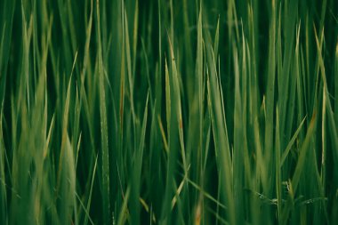 Soyut doğa yeşil çimen arka planı