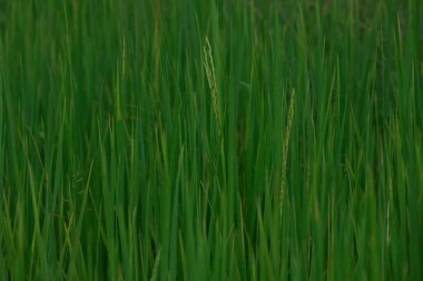 Yeşil çimen dokusu. Doğa arkaplanı
