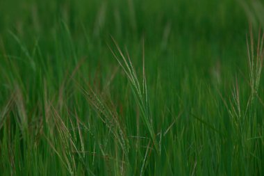 Bahçedeki yeşil çimenler