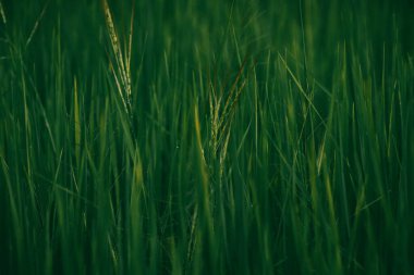 Bahçedeki yeşil çimenler