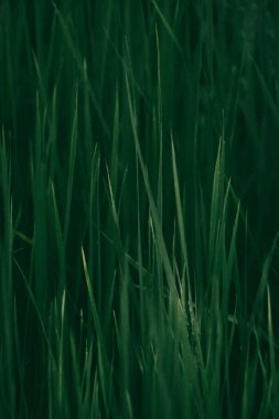 Yeşil çimen dokusu, doğal arka plan