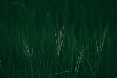 yeşil çimen arka planı. Doğal yeşil çimenler