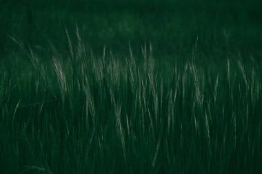 Ormanda yeşil çimenler