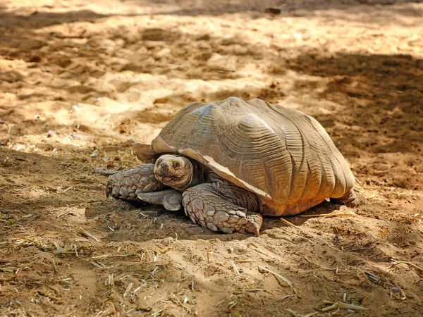 Yerde Yürüyen Dev Kaplumbağaya Yakın Durun — Stok fotoğraf