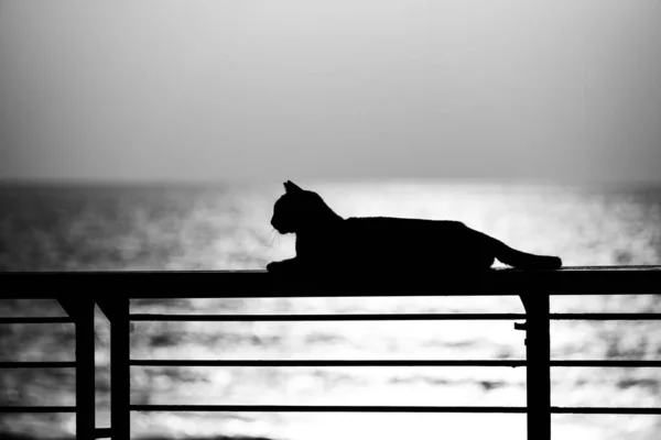 Eine Katze Sitzt Strand — Stockfoto