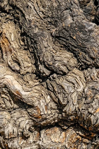 Soyut Doğal Ağaç Kabuğu Dokusu — Stok fotoğraf