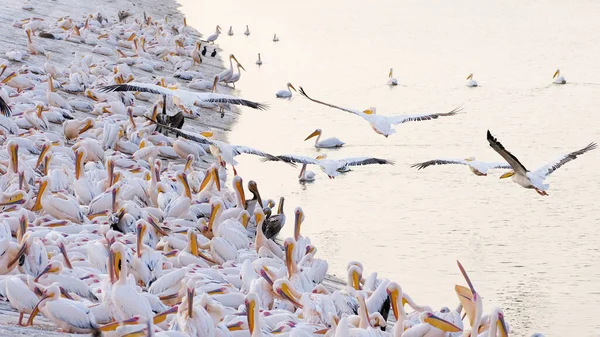 Muitos Pelicanos Estão Descansando Costa — Fotografia de Stock