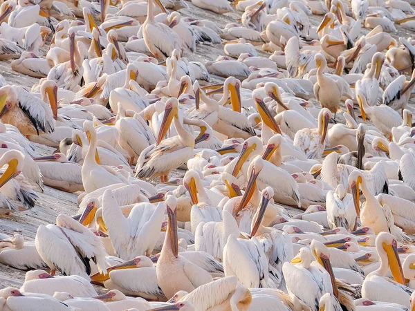 Muitos Pelicanos Estão Descansando Costa — Fotografia de Stock