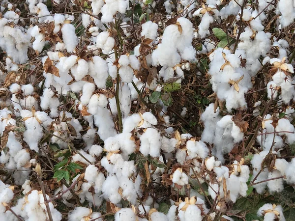A beautiful view of a cotton plant ready for picking.