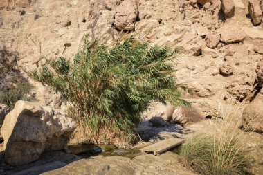 The National Park Ein Gedi, Israel.