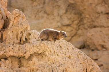 Rock Hyrax or Procavia Capensis in the National Park Ein Gedi, Israel.