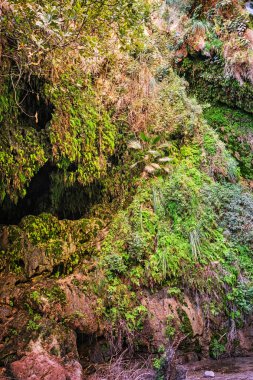The National Park Ein Gedi, Israel.