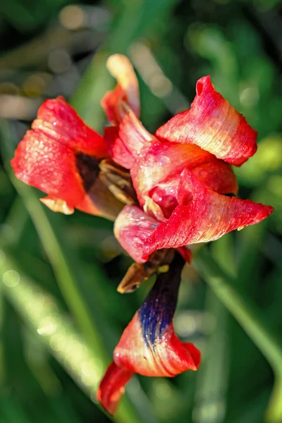 Прекрасный Абстрактный Вид Увядающее Поле Тюльпанов — стоковое фото