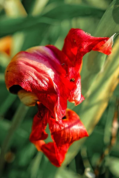 Krásný Abstraktní Pohled Zvadlé Tulipány — Stock fotografie