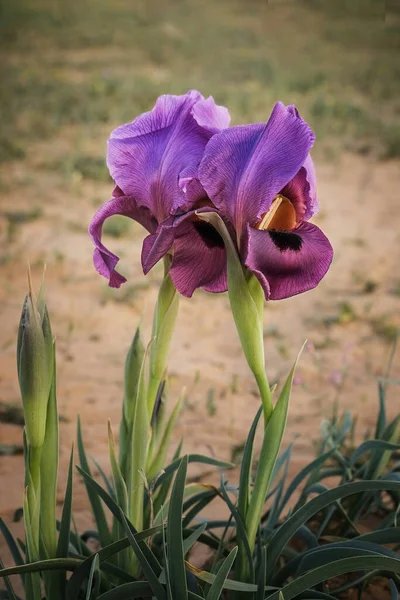 Fleurs Iris Colorées Près Dans Champ — Photo