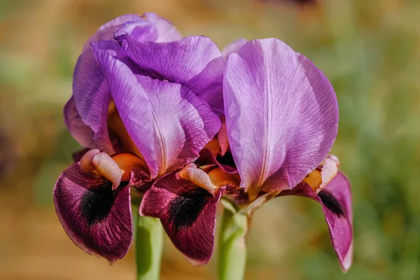 Colorful Iris Flowers Close Field — Stock Photo, Image