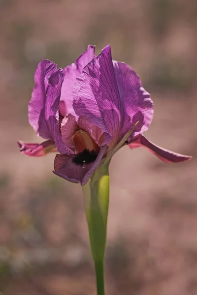 Kolorowe Tęczówki Kwiat Bliska Polu — Zdjęcie stockowe