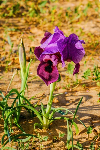 Fleur Iris Colorée Près Dans Champ — Photo