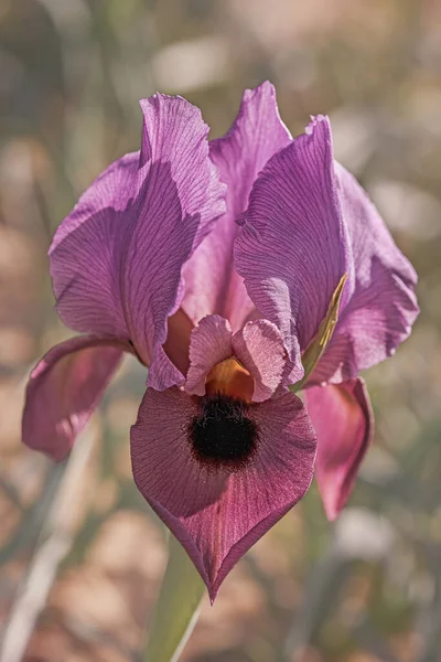Fleur Iris Colorée Près Dans Champ — Photo