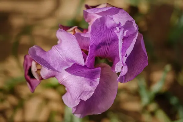 Barevný Duhovka Květ Zblízka Poli — Stock fotografie