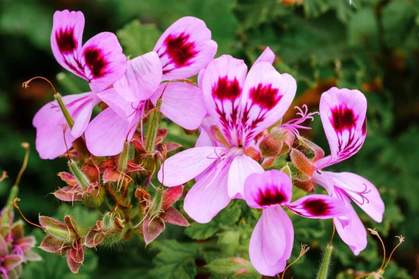 ピンク色の花を持つバラゼラニウムとも呼ばれるペラルゴニウムグラボレン植物 — ストック写真
