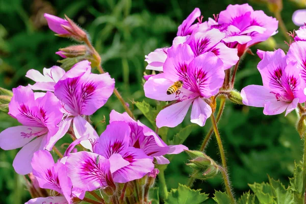 Pelargonium Graveolens Plant Ook Bekend Als Rozengeranium Met Roze Bloemen — Stockfoto