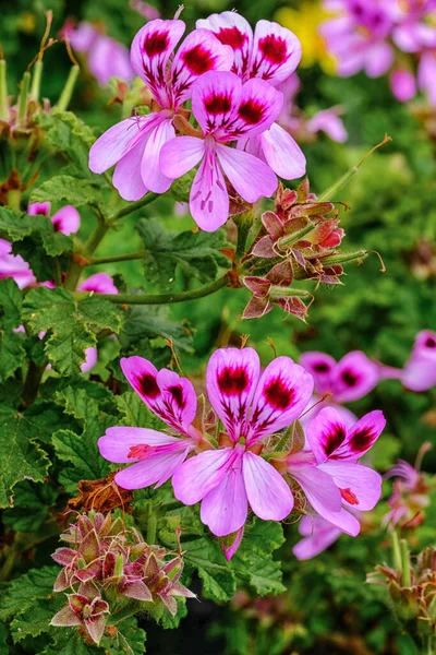 Pelargonium Graveolens Planta También Conocida Como Geranio Rosa Con Flores —  Fotos de Stock