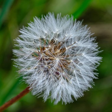 Beyaz karahindiba çiçeği ya da Taraxacum ofisi. Yaklaş..