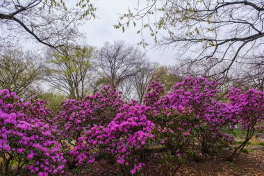 New York, ABD - 13 Nisan 2023: Baharda Manhattan 'ın Central Park manzarası.