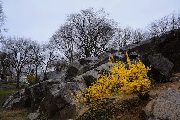 New York, ABD - 13 Nisan 2023: Baharda Manhattan 'ın Central Park manzarası.