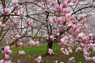 New York, ABD - 13 Nisan 2023: Baharda Manhattan 'ın Central Park manzarası.