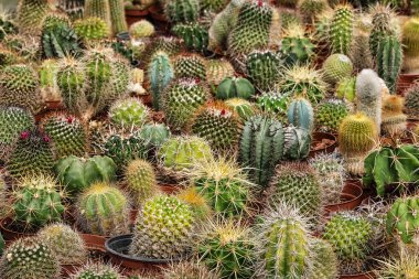 Farklı tencere çeşitli kaktüs ve etli bitki topluluğu.