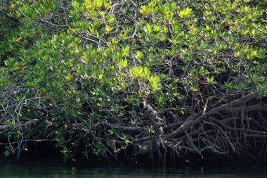 Sri Lanka. Mangrovlar Madu Ganga nehrinin kıyısında.