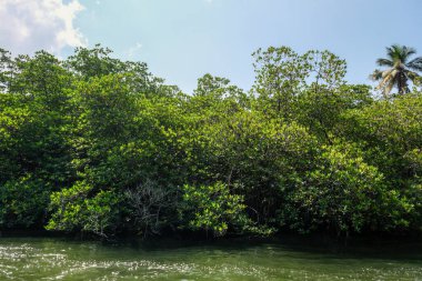 Sri Lanka. Mangrovlar Madu Ganga nehrinin kıyısında.