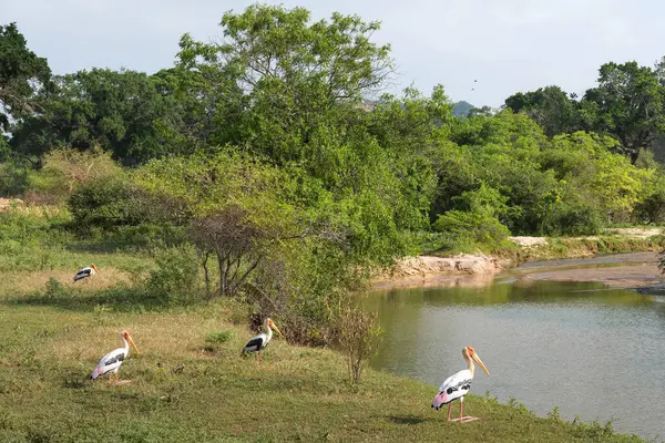 Yala Ulusal Parkı 'nda Boyanmış Leylekler, Sri Lanka.