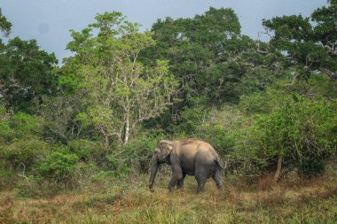 Yala Ulusal Parkı 'ndaki fil, Sri Lanka.