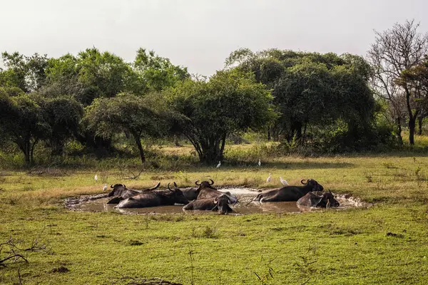 Water buffalos in Yala National Park, Sri Lanka.