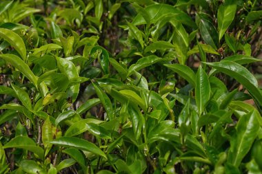 Çay tarlasının çalılıklarına yakın çay yaprakları..