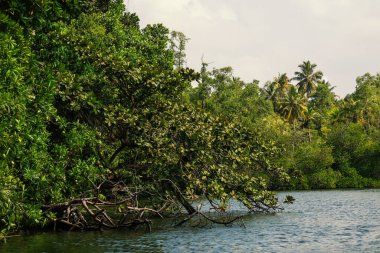 Sri Lanka. Mangrovlar Madu Ganga nehrinin kıyısında.