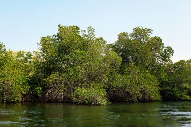 Sri Lanka. Mangrovlar Madu Ganga nehrinin kıyısında.