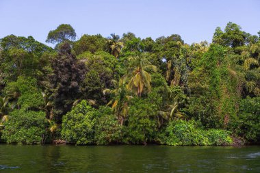 Sri Lanka. Mangrovlar Madu Ganga nehrinin kıyısında.