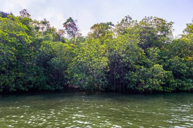 Sri Lanka. Mangrovlar Madu Ganga nehrinin kıyısında.