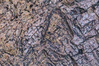 Soyut doğal ağaç kabuğu dokusu.