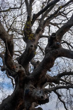 Dalları Karmaşık Görkemli Yaşlı Ağaç.