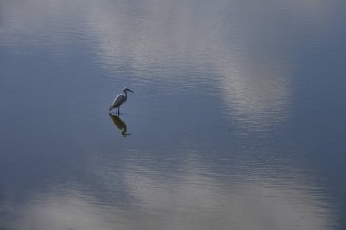 Yalnız Akbalıkçıl Sakin bir su yüzeyine yansıyor.