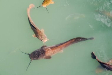 Yayınbalıkları temiz suda yüzerler..