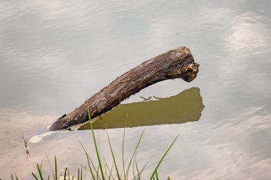 Yıpranmış ahşap bir kütük kısmen sakin ve sığ sulara gömülü yatıyor..