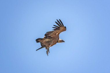 Zarif Akbaba Açık Mavi Gökyüzüne Karşı Uçuyor.