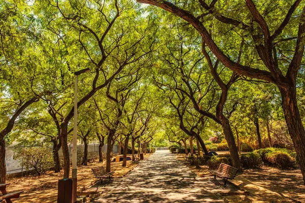 Şehir parkında ağaçlardan oluşan yeşil bir cadde.